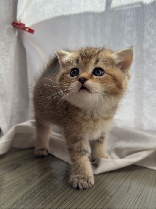 Продается котенок