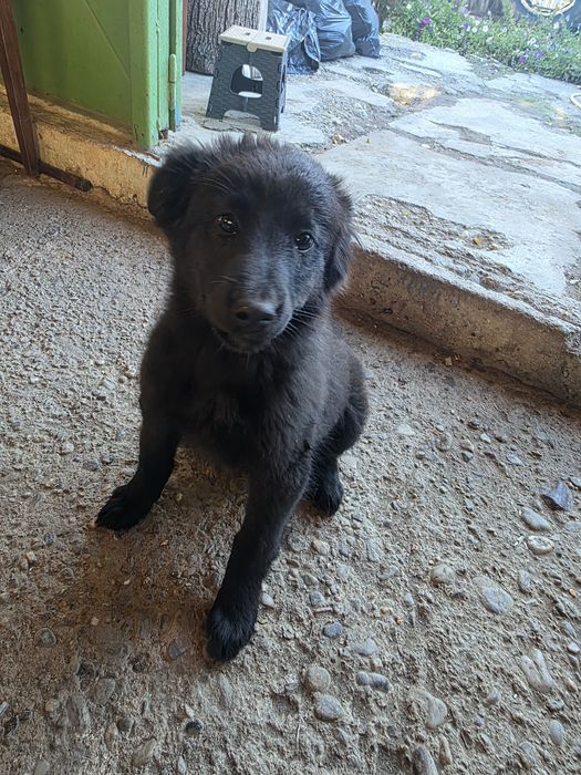 Ofer spre adoptie 2 cateluse