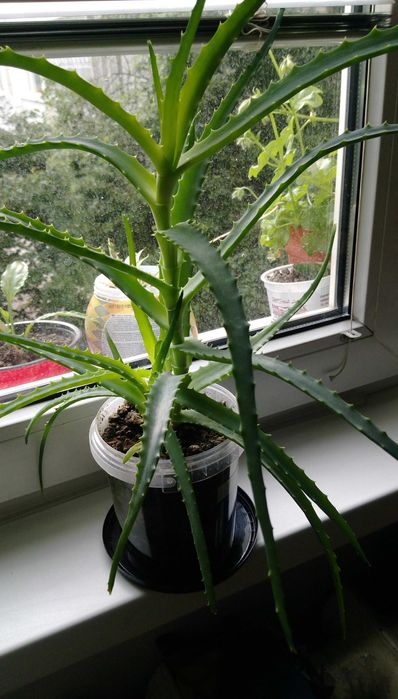 Продавам цветя Алое лечебно