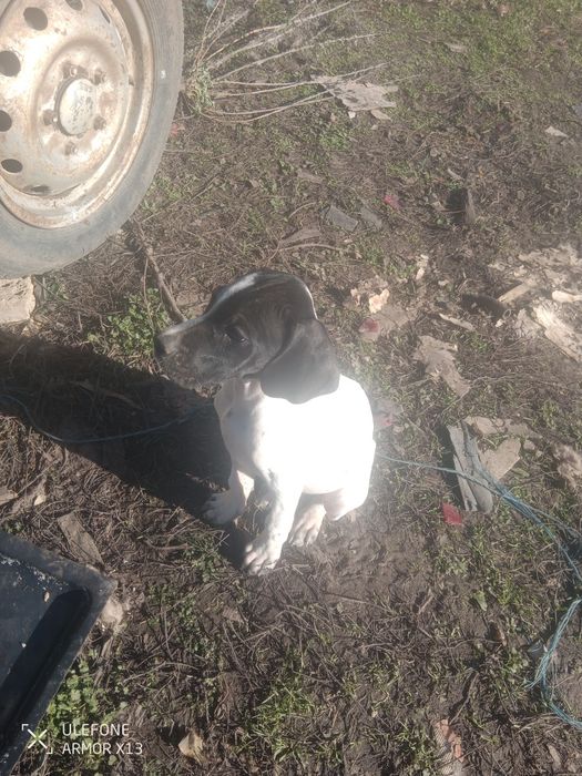 Кучета пойтер ..