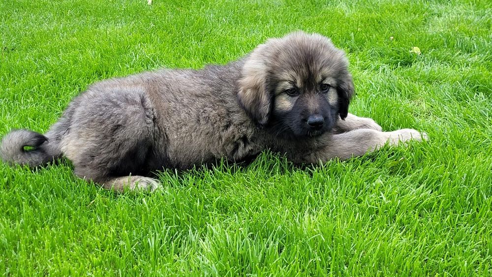 Ciobanesc caucazian talie mare masculi.