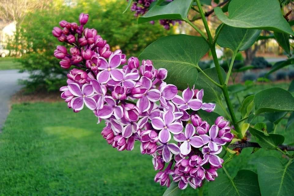 Liliac bicolor altoit 70-90 cm!