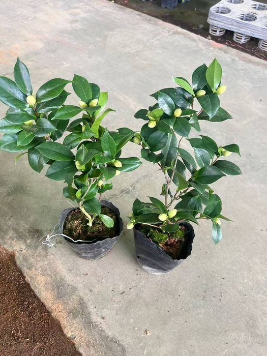 Камелия японская