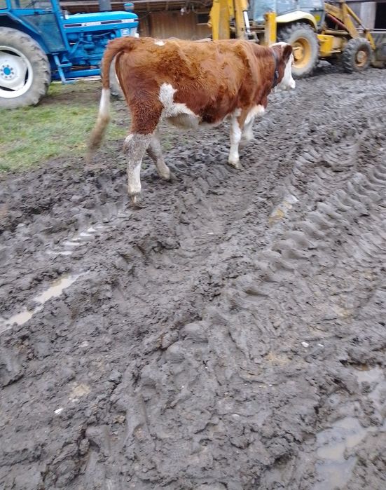 Vând juninca de 1 an