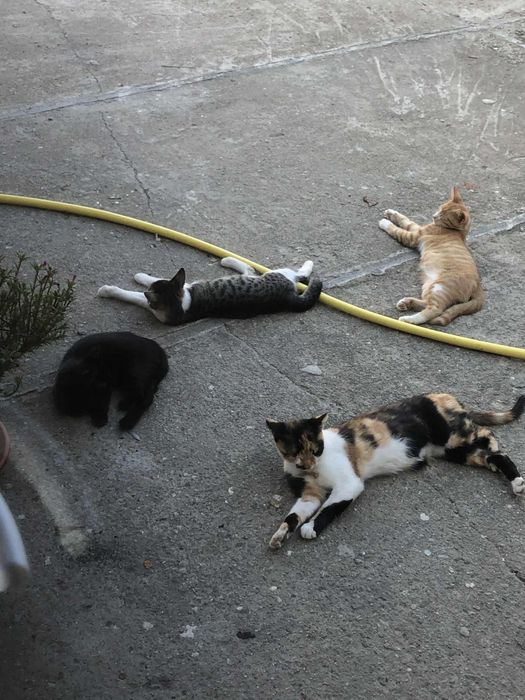 Donez pisici, comuna Paltinis