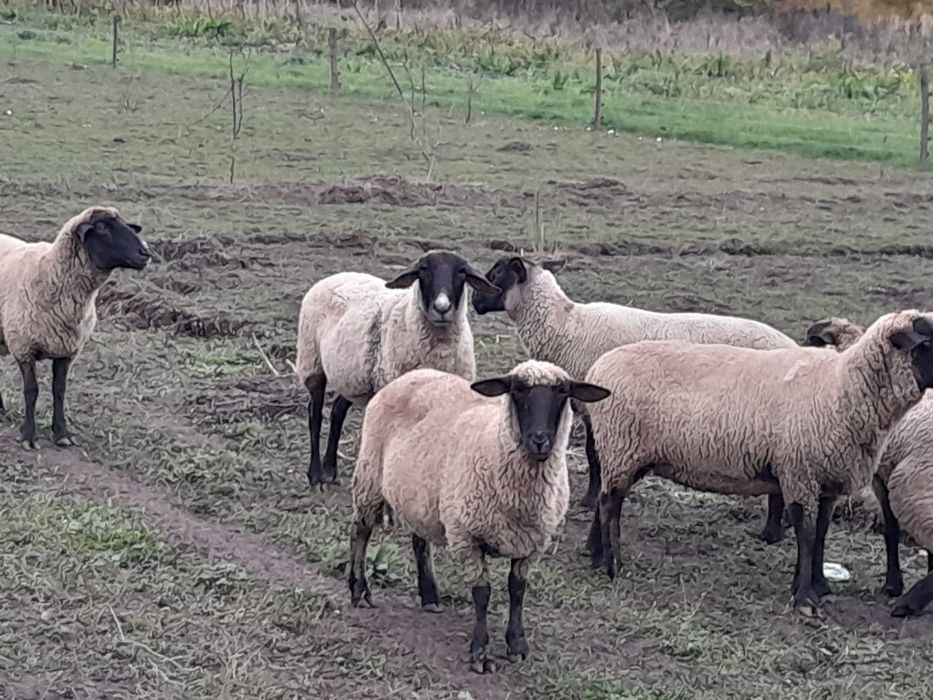 Vând oi suffolk și un berbec