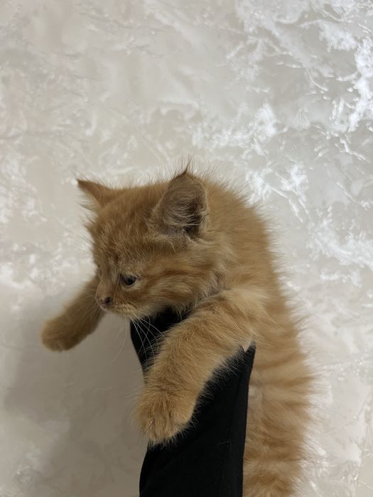 Tekinga qiz mushukcha! Ko’zchasida azgincha niqsoni bor, lekn soglom !