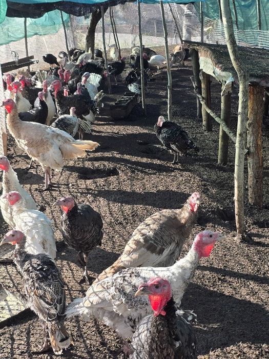 Curcani, curci de mai multe soiuri.