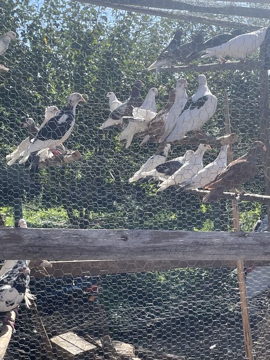 Vand schimb voiajori diferite culori