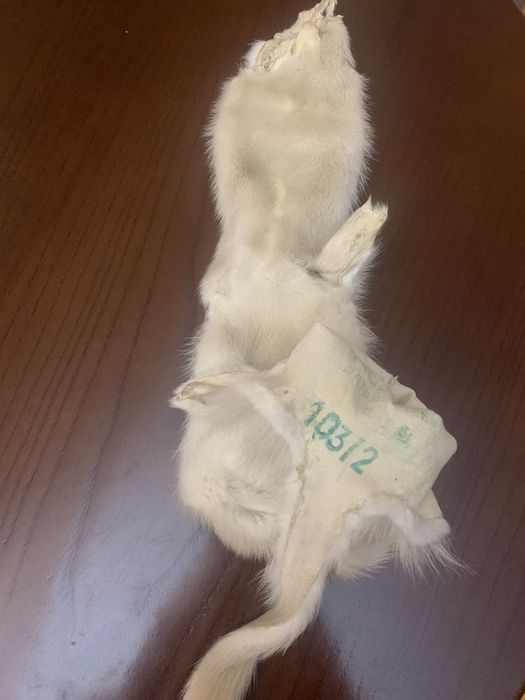 Шкурка норки для изделия