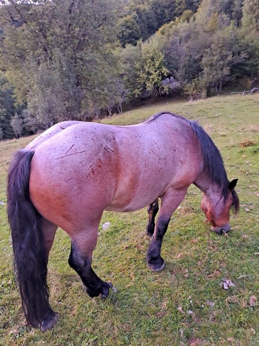 Ofer cai spre vanzare