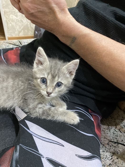 Отдам котенка,мальчик в добрые руки 3месячный ,,приручен к туалету