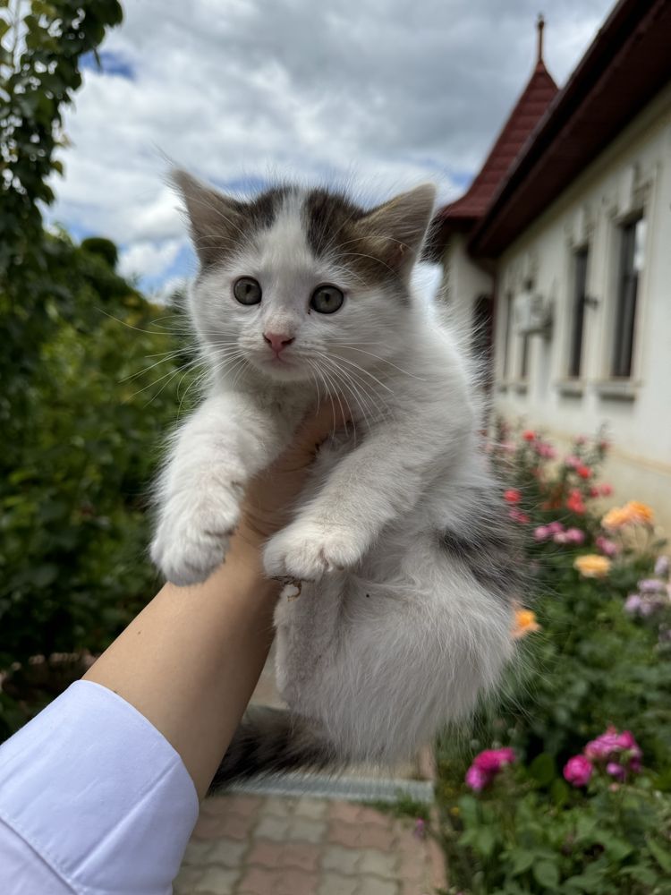 Pisicuti spre adoptie: isi cauta o noua casa 5 suflete frumoase!