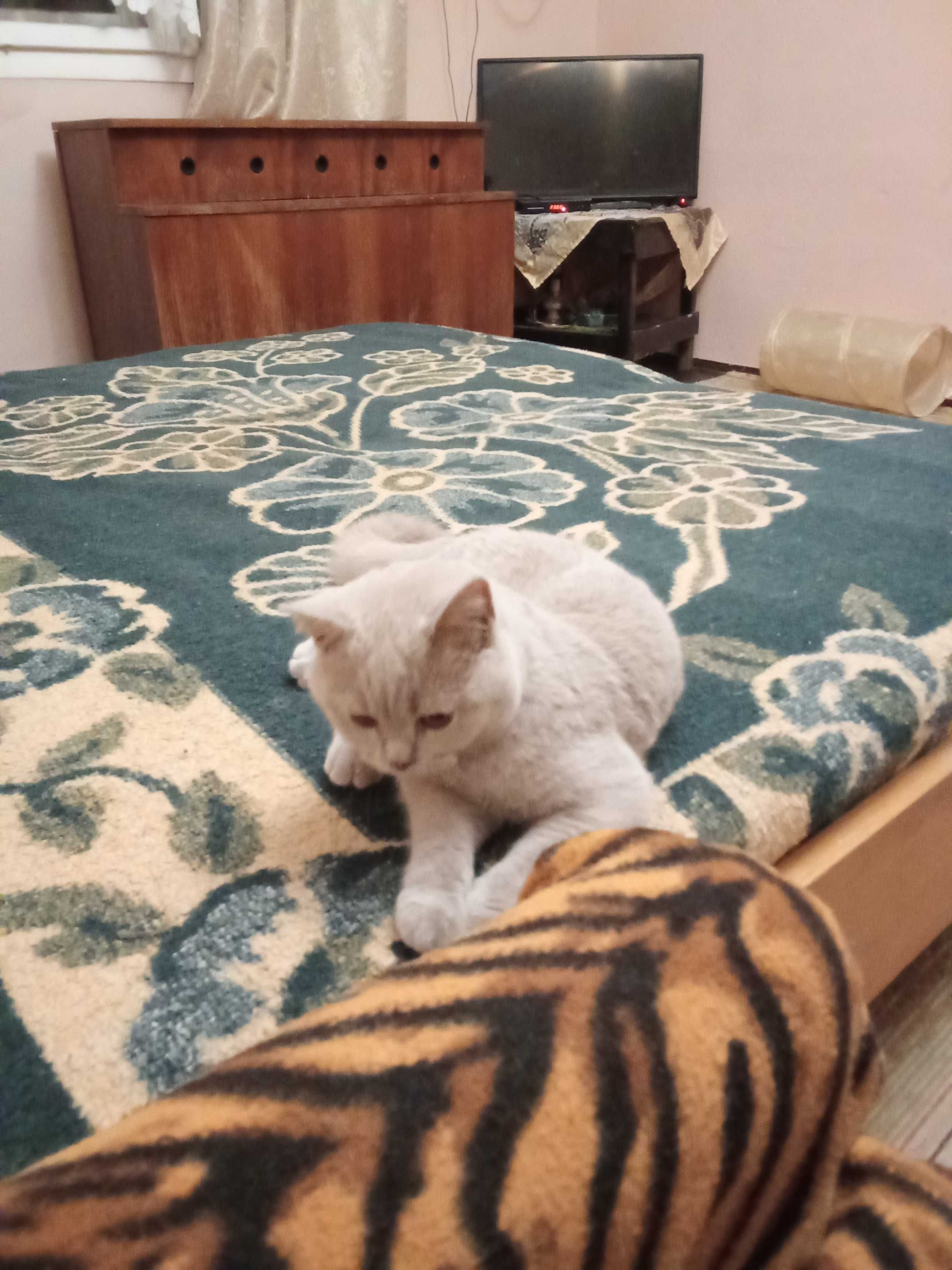 Продавам британска късокосместа котка