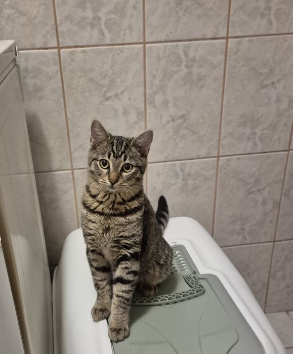 Iulian pui pisica cauta ACASA