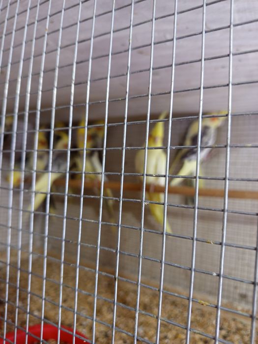 Продаются Кореллы разных цветов