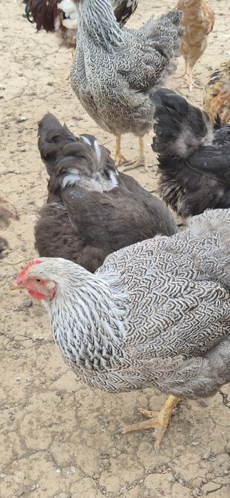 2 gaini de vânzare