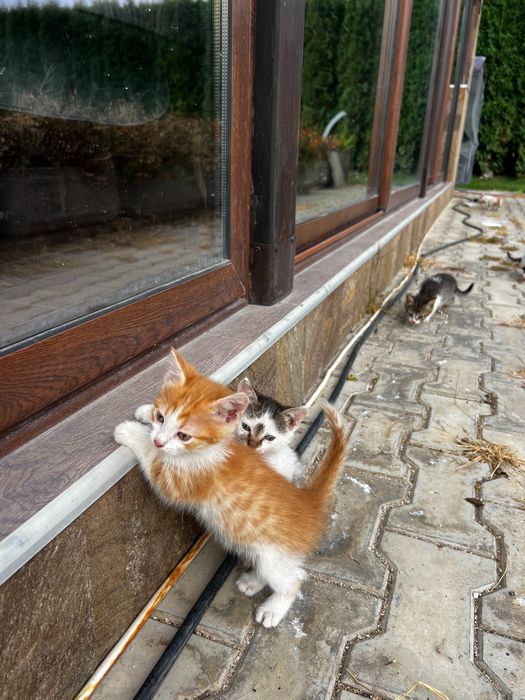 Осинови котенце