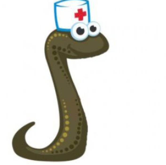 Лечение пиявками гирудотерапия выезд на дом в пригородия