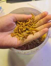 Мучные черви, живой корм