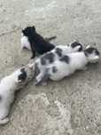 pisicute spre adoptie
