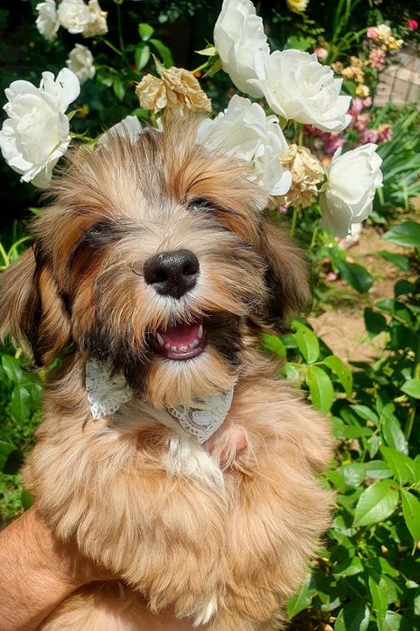 Catelusa bichon havanez cu pedigree canisa autorizata