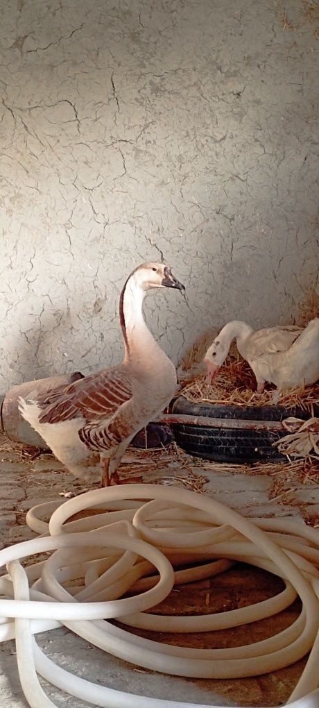 Gʻoz gʻozlar gʻoz