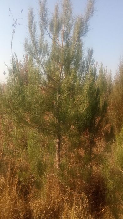 galiboy gepars.3mt  sasna koʻchat i3mt  . majvinik archa lar Qrim sasn