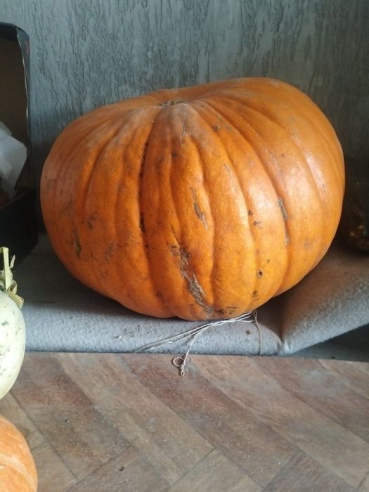 Тыква для Хэлуина
