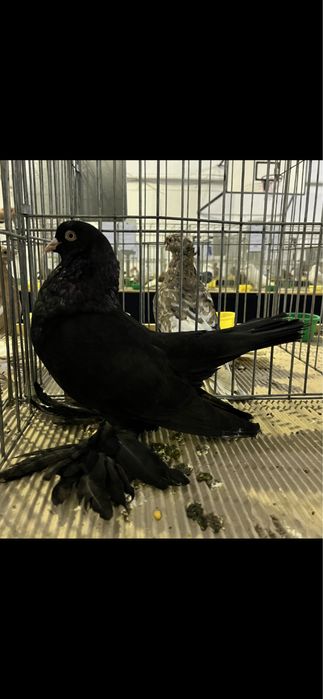 Vand porumbei din rasa Roller Persan