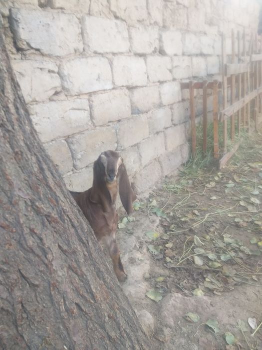 Каза молочного напровления