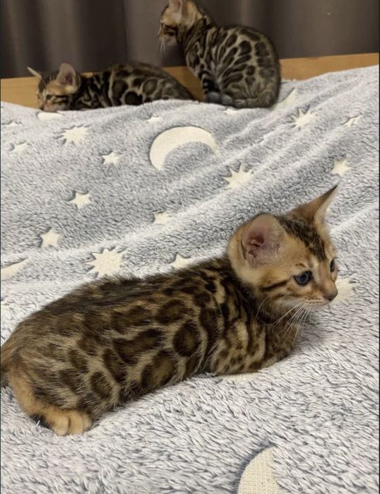 Продаётся бенгальские котята