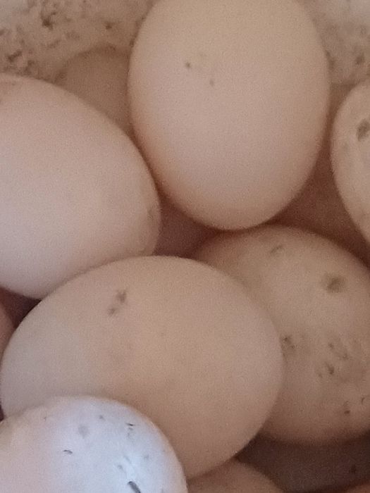 Oua de rată mută pentru incubator