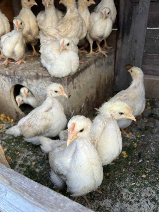 Vând pui găină,rasă ouă