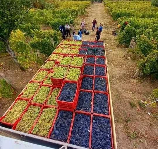 Struguri de vin 2025