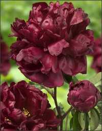 Bujor hybrid Francoise/ Visiniu intens-negru, flori batute, parfumate.