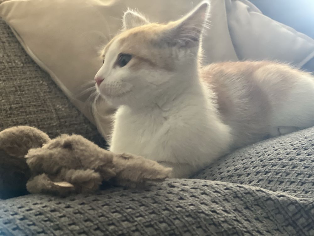 Котенок 3 месяца