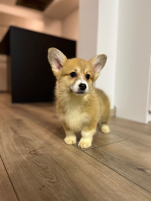 Welsh Corgi Pembroke
