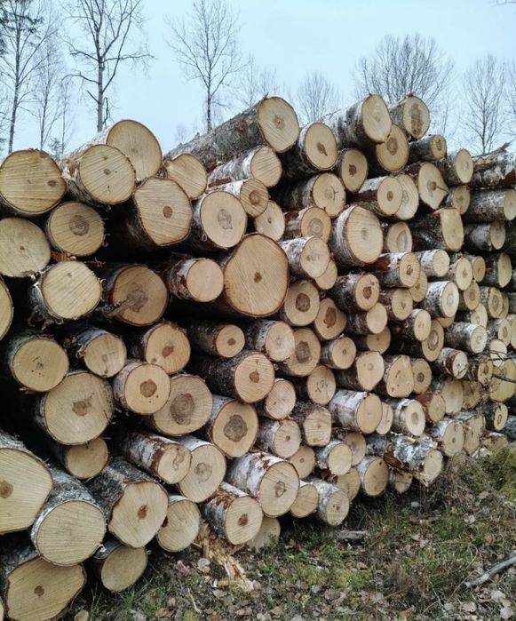 Кругляк береза, швырок,