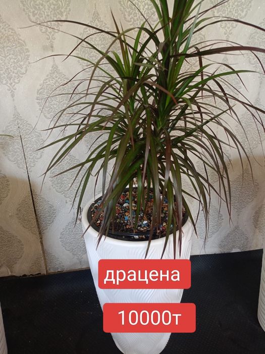 Цветы домашние