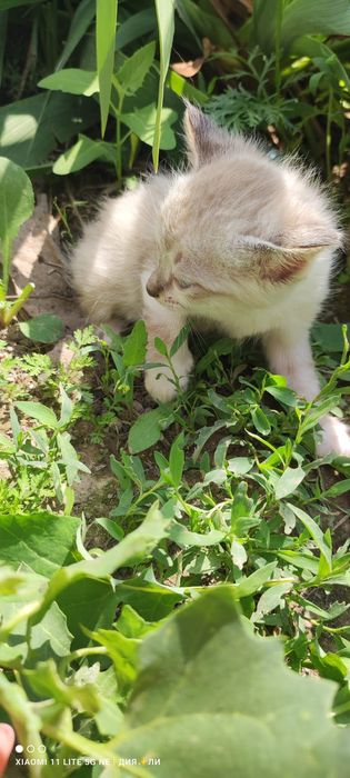 Отдам  котят в хорошие руки