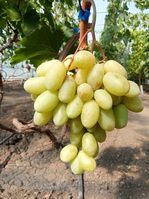 Vita de vie soiul Bananas