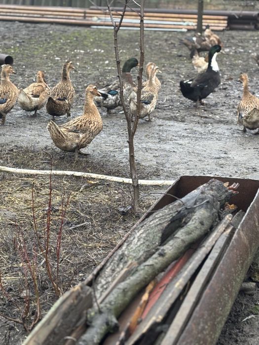 Rate românești de vanzare