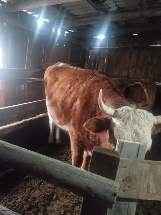 Обменяю корову яловую на корову с теленком