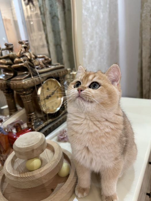 Котятa золoтыe шиншиллы для вас!