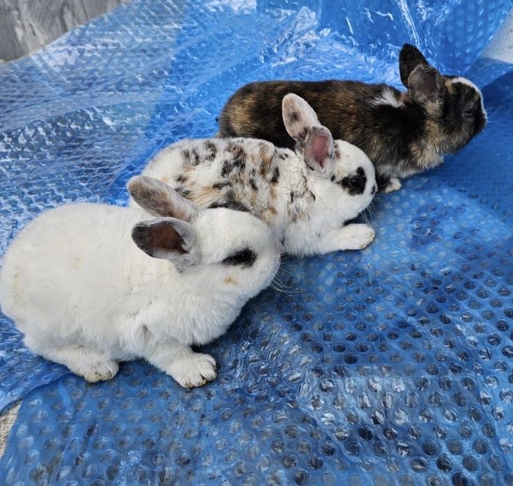 Iepuri californian, rex tricolor, panon, bibilici, rațe, oua