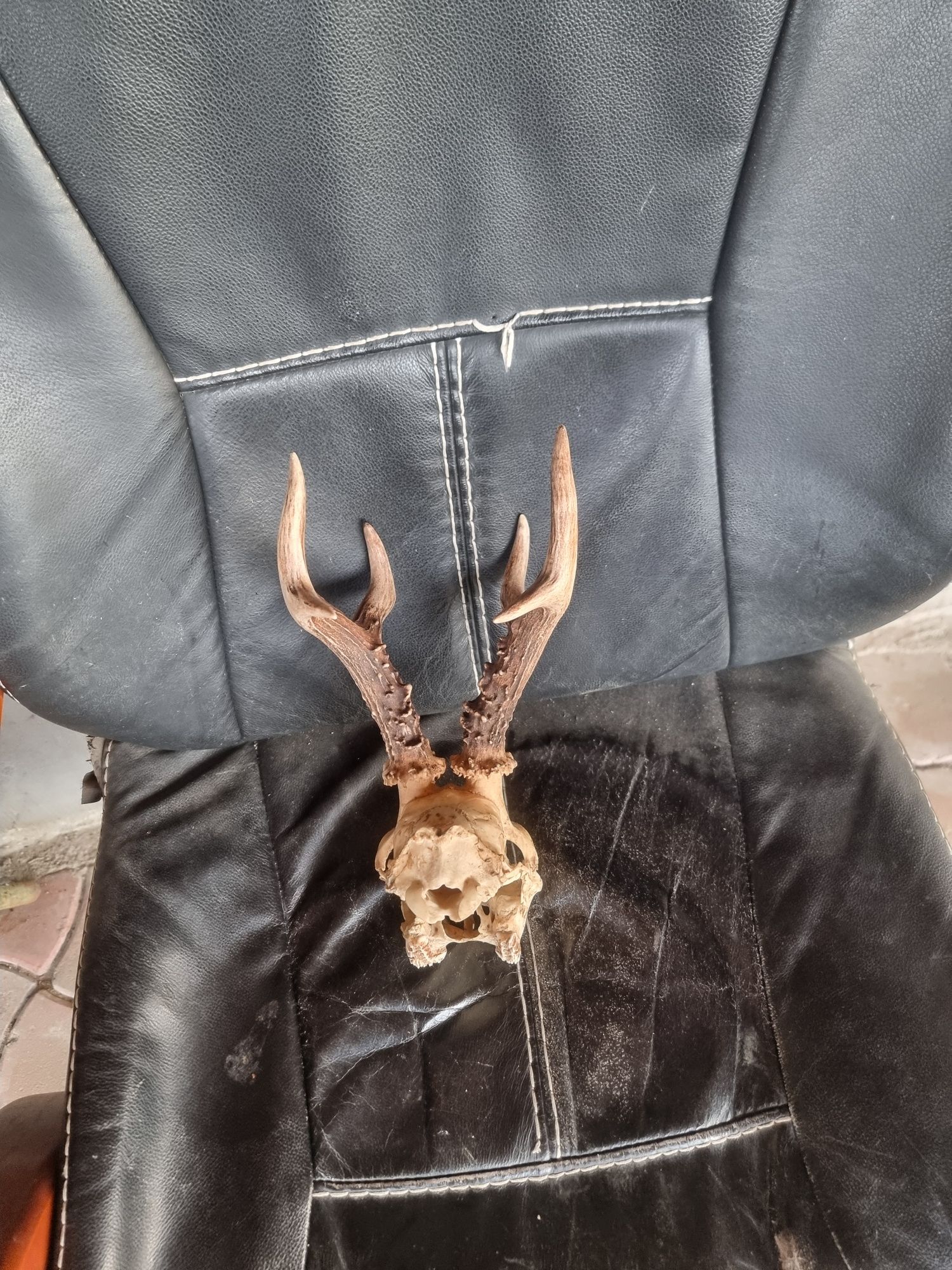 Trofeu coarne caprior