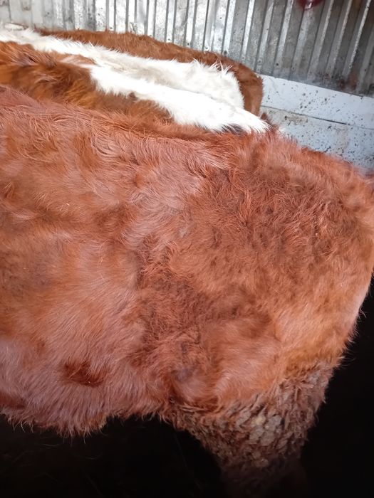 Vitele grase 260 -300 kg angus și limuzin