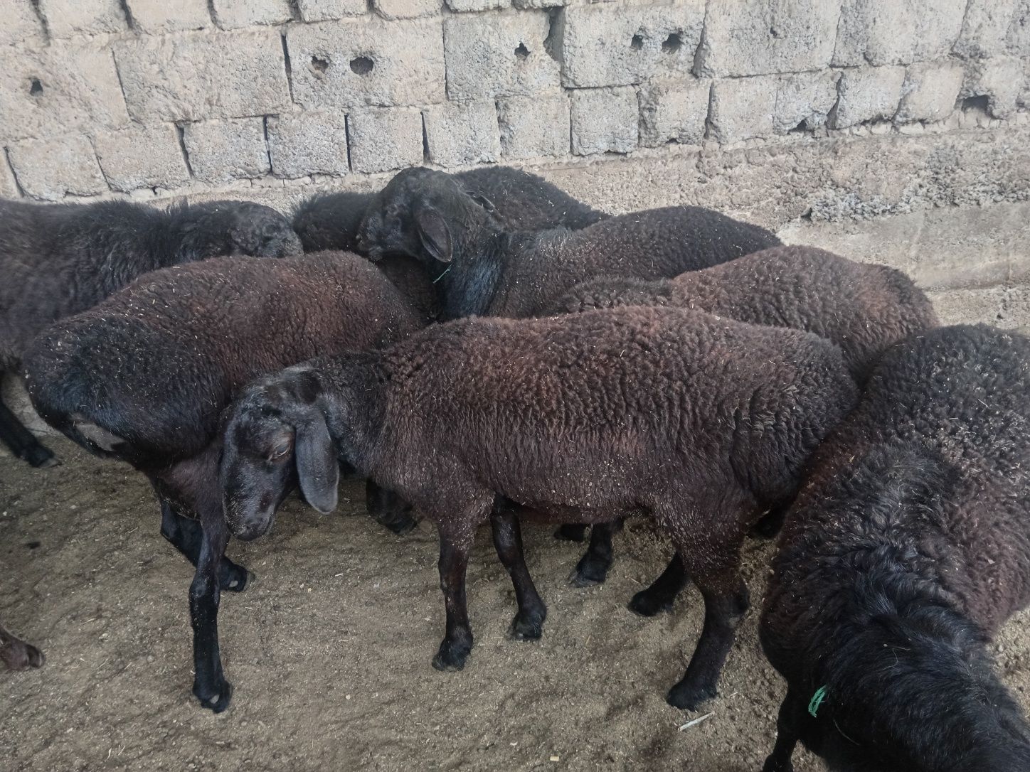Qochqorlar sotiladi кочкор кой
