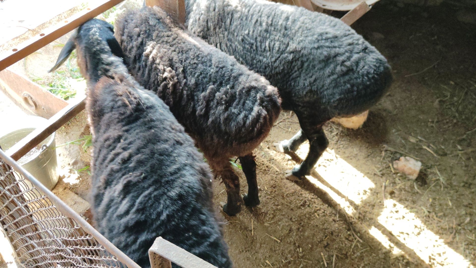 Egizchi qo'ylar sotiladi